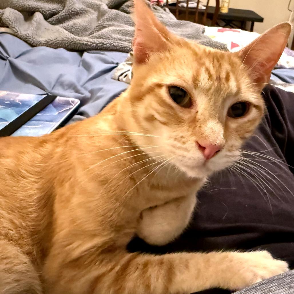Enlarge Karl, a Adoptable Domestic Short Hair in Green Bay, WI image 5/6