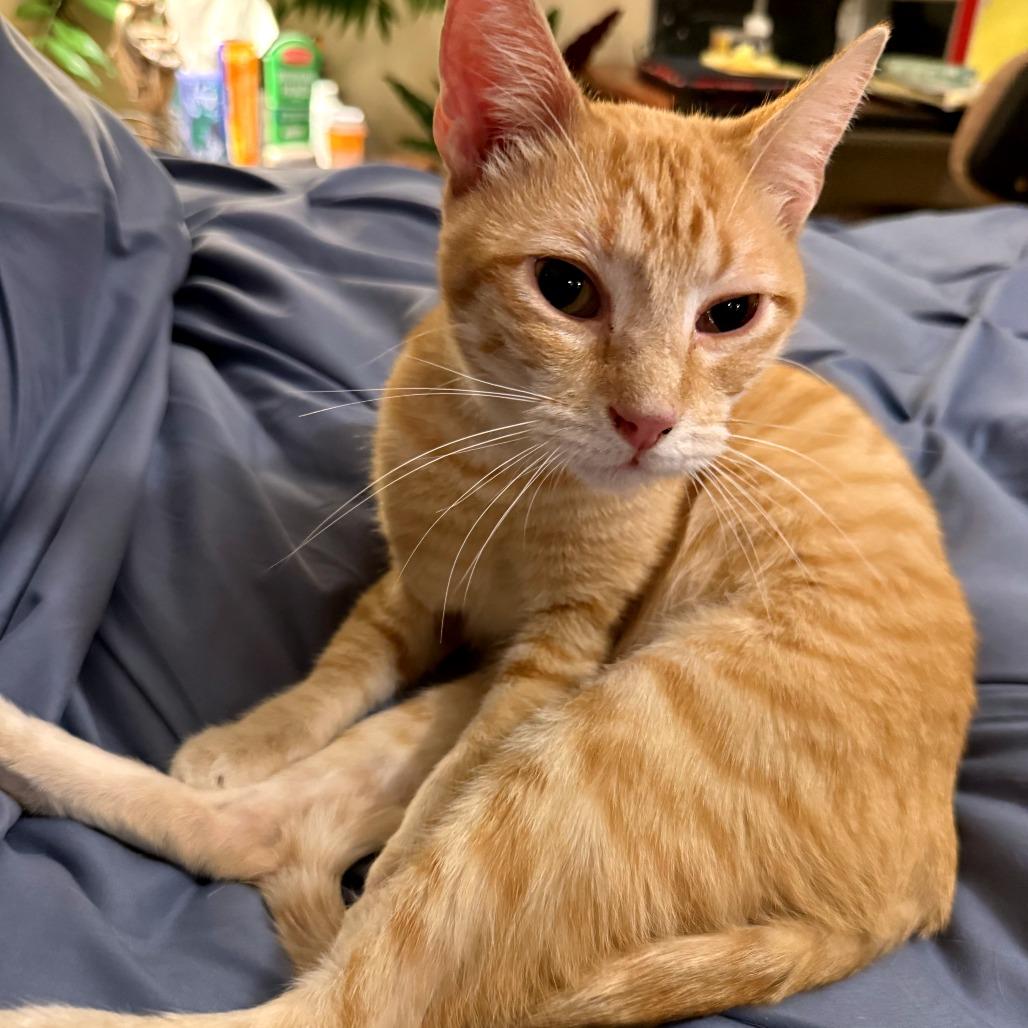 Enlarge Karl, a Adoptable Domestic Short Hair in Green Bay, WI image 6/6