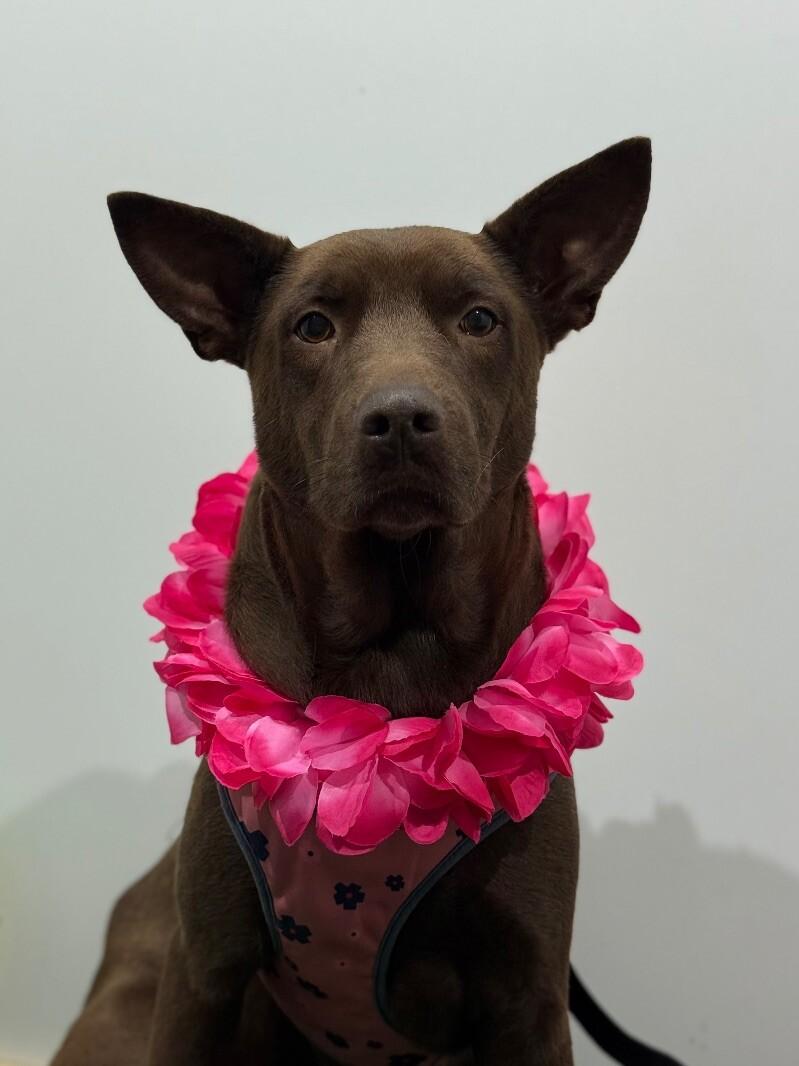 Monique, Adoptable, Young Female Australian Kelpie & Pit Bull Terrier.