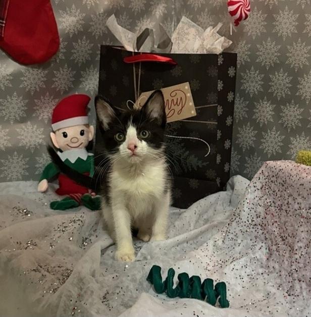 Tinsel, ADOPTABLE, Kitten Female Domestic Short Hair.