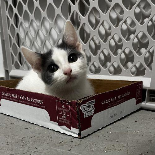 Enlarge Jasper, a Adoptable American Shorthair in Paulina, LA image 1/4