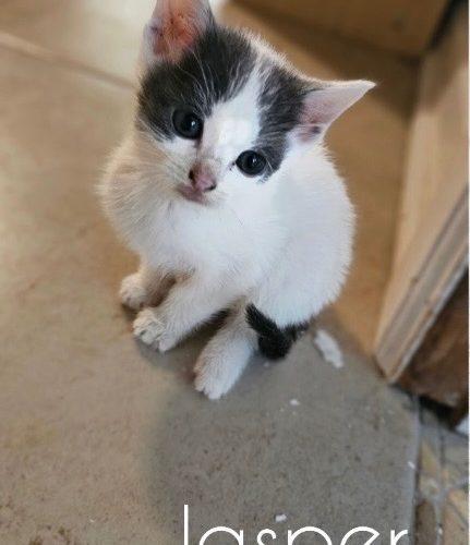 Enlarge Jasper, a Adoptable American Shorthair in Paulina, LA image 2/4
