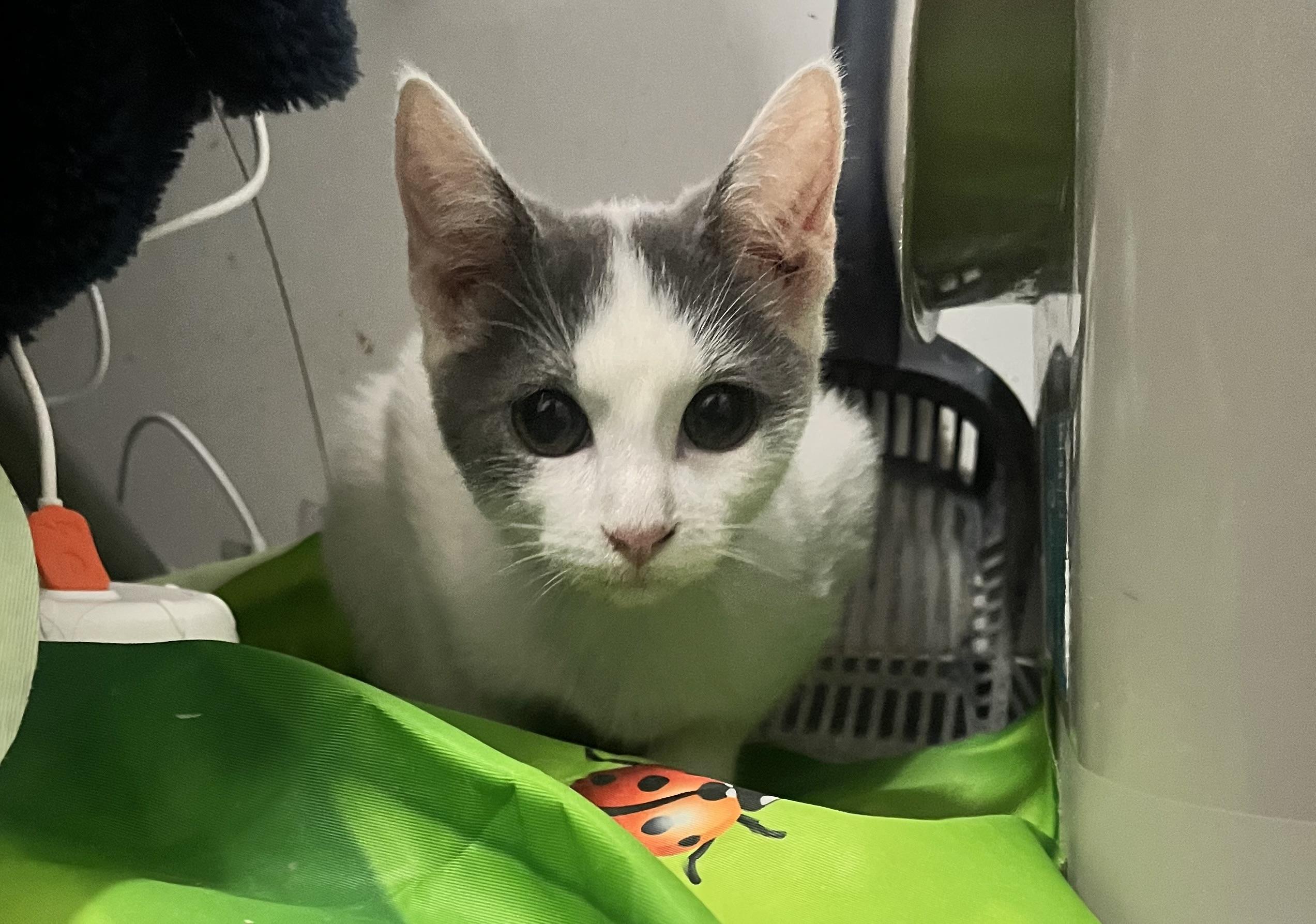 Enlarge Jasper, a Adoptable American Shorthair in Paulina, LA image 3/4