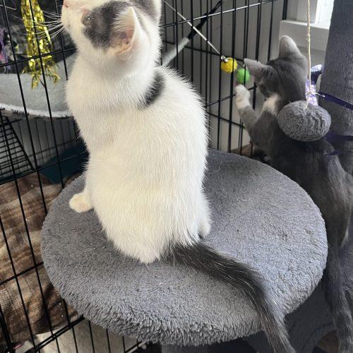 Enlarge Jasper, a Adoptable American Shorthair in Paulina, LA image 4/4