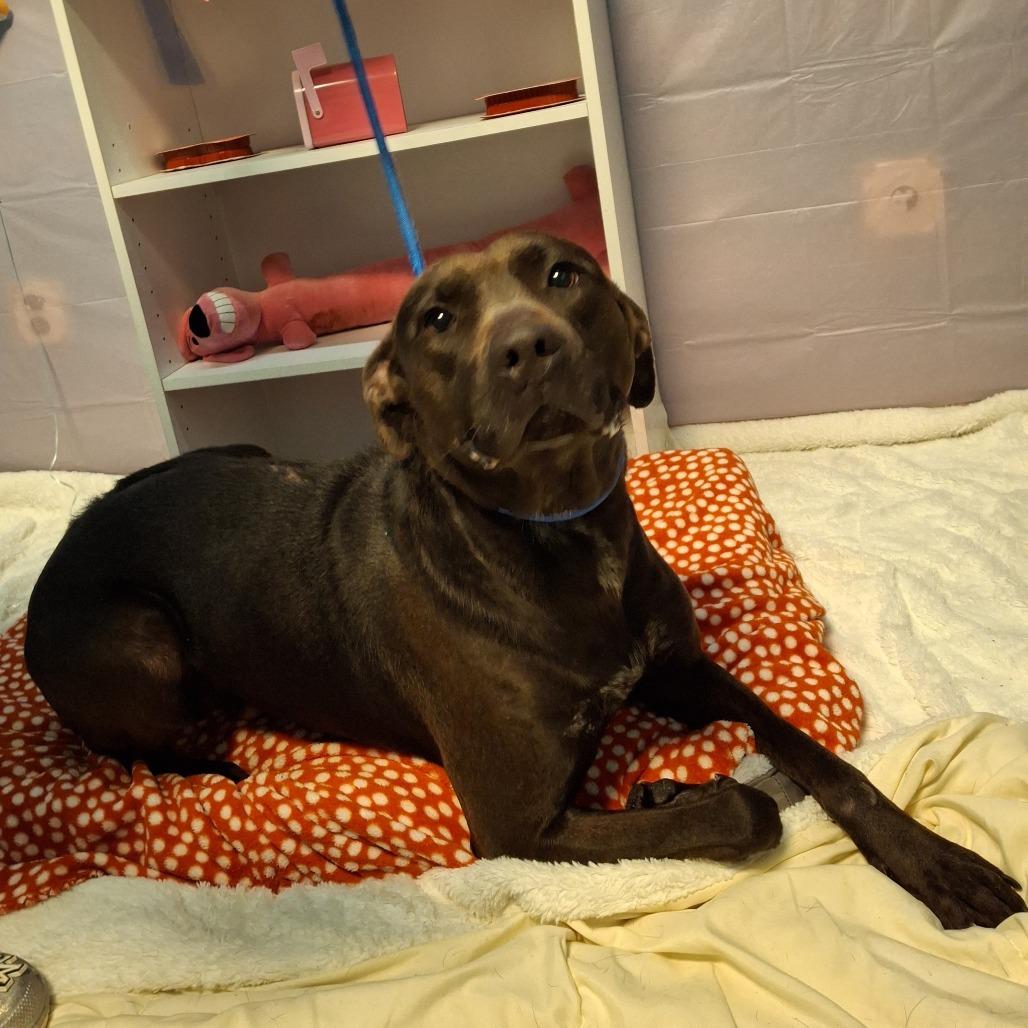 Fendi, Adoptable, Adult Female Mixed Breed & Black Labrador Retriever.