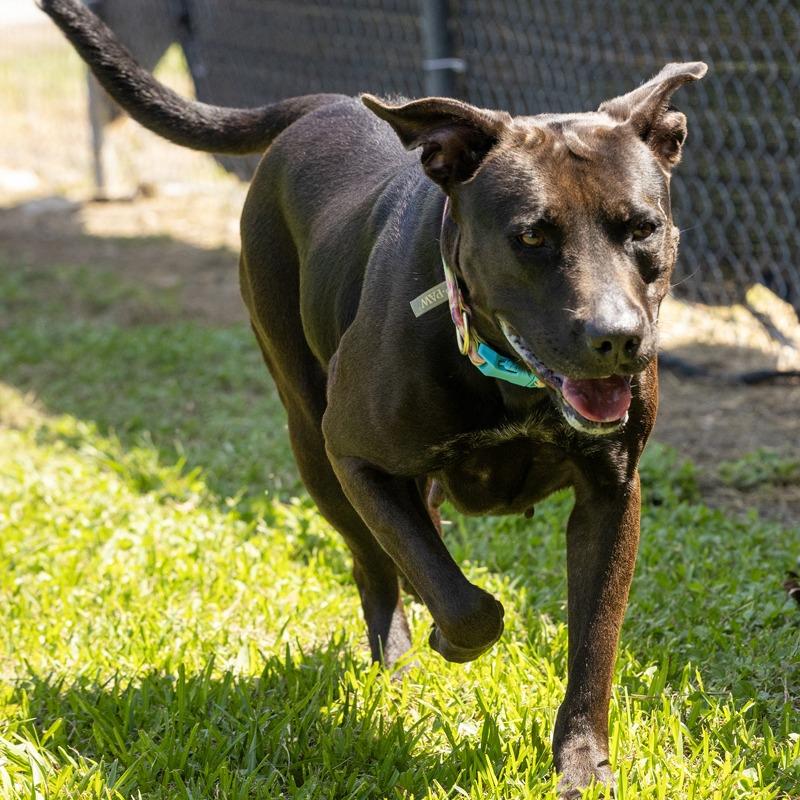 Enlarge Fendi, a Adoptable mixed breed in South Houston, TX image 2/3