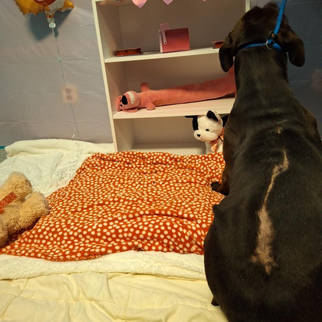 Enlarge Fendi, a Adoptable mixed breed in South Houston, TX image 3/3