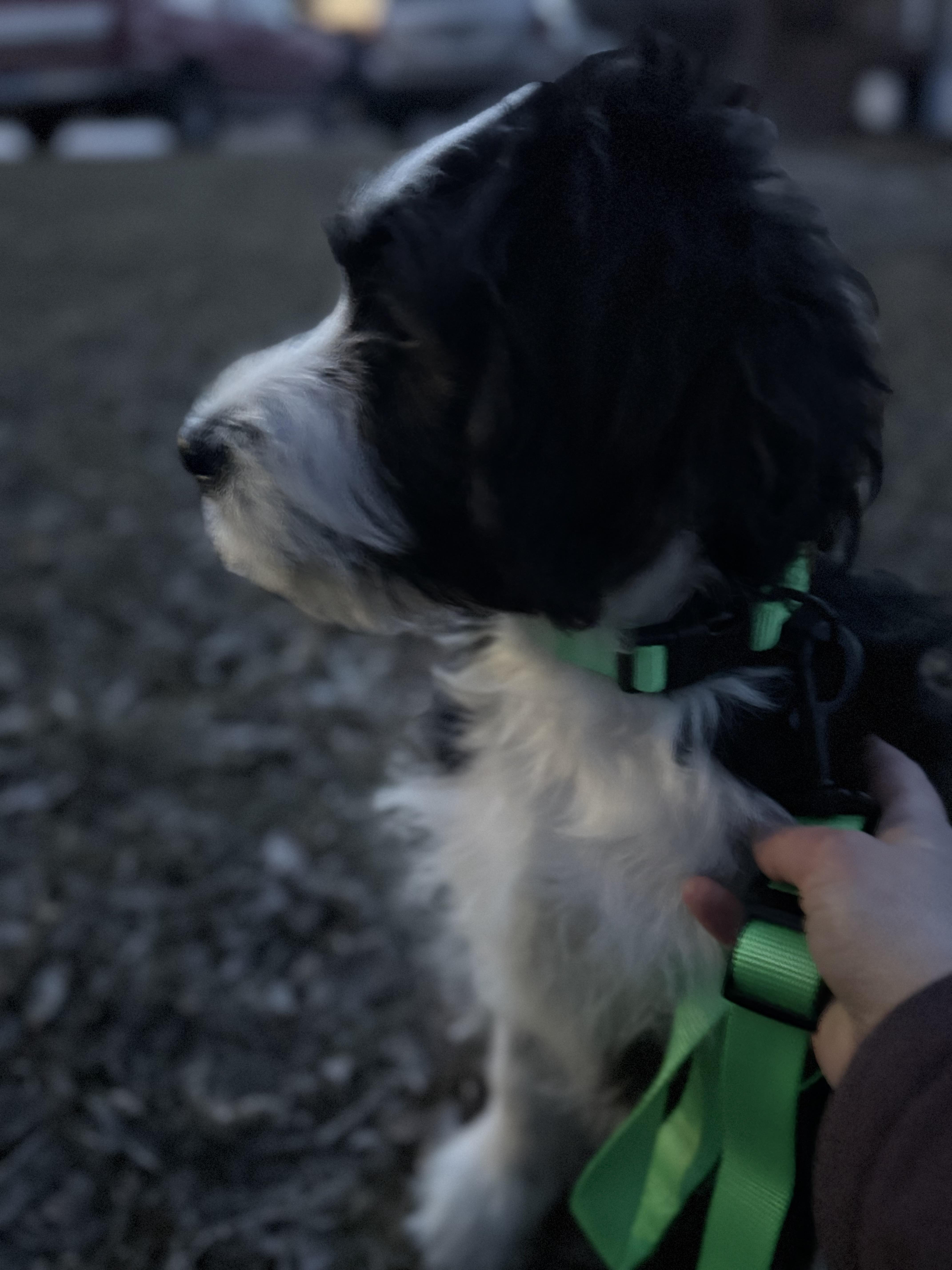 Moose, Adopted, Young Male Standard Poodle & Bernese Mountain Dog.