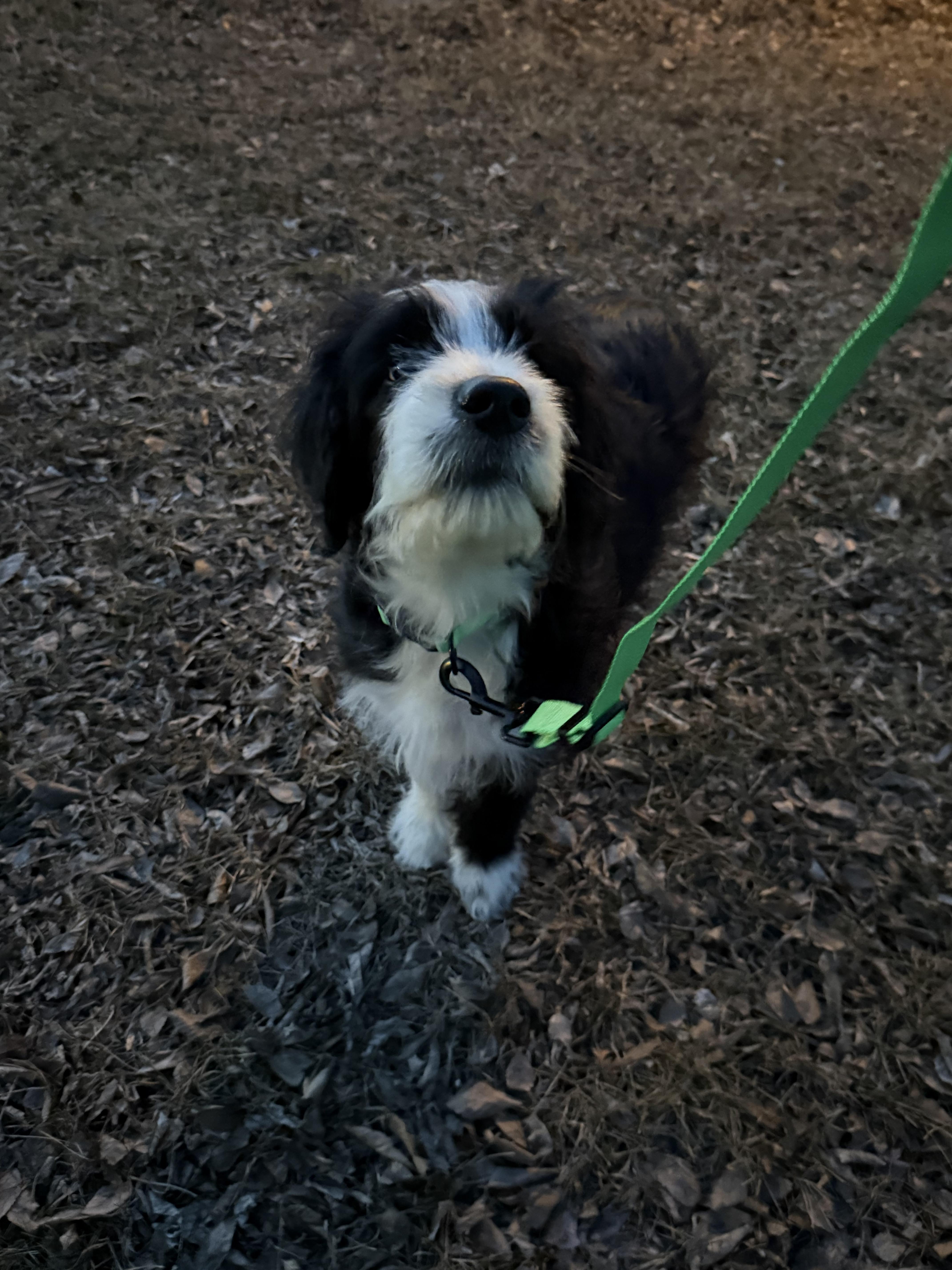 Moose, a Adopted mixed breed in Crookston, MN image 2/2