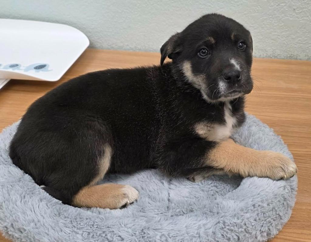 Enlarge Nikki, a Adoptable mixed breed in California City, CA image 1/1