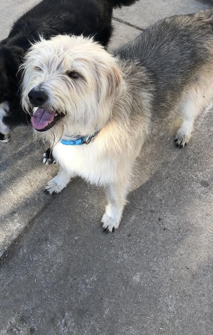 BENJI, ADOPTABLE, Adult Male Airedale Terrier & Miniature Schnauzer.