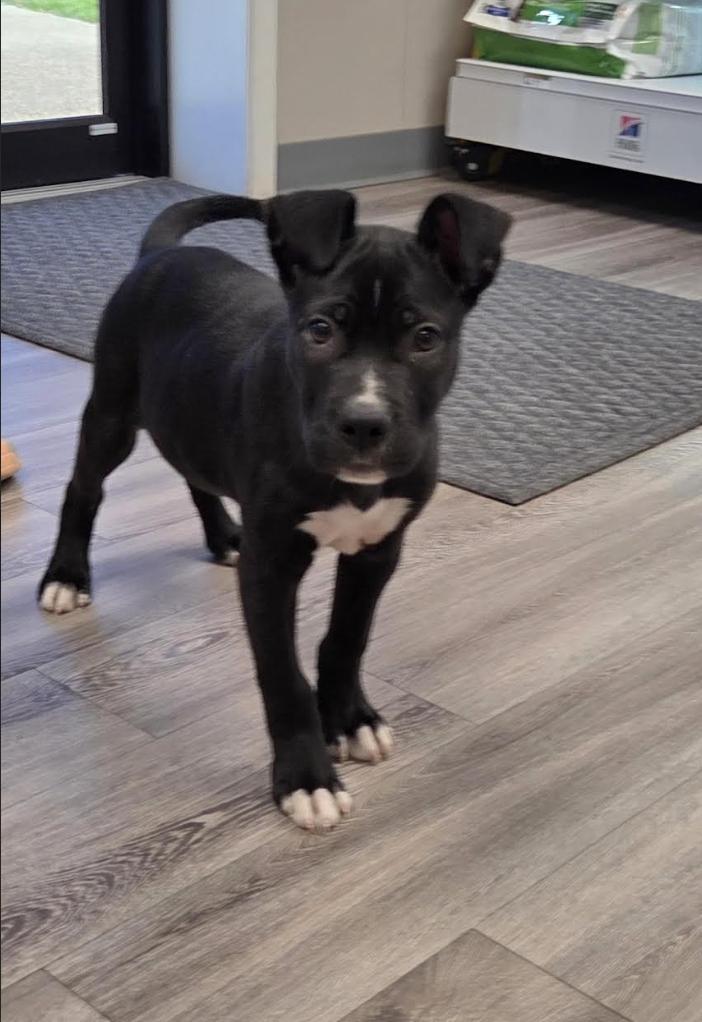 Zeke, ADOPTABLE, Puppy Male Pit Bull Terrier & Boxer.