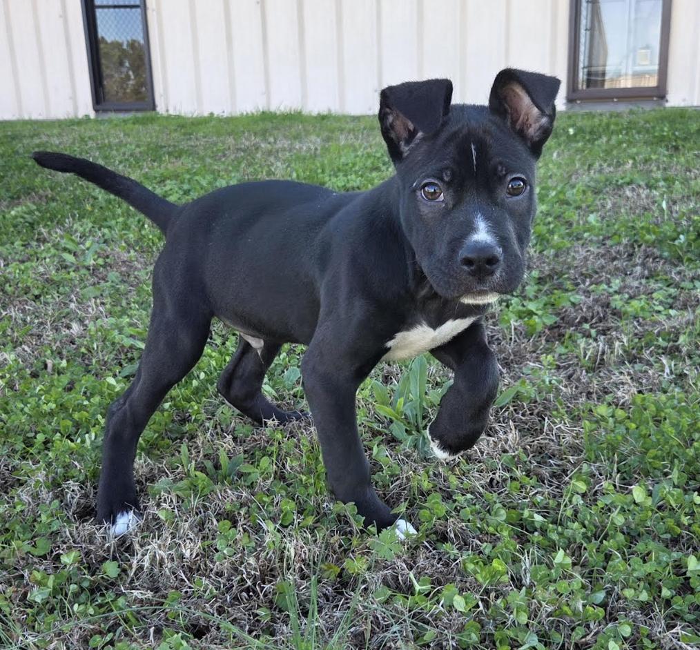 Zeke, a ADOPTABLE mixed breed in Jxn, MS image 3/5