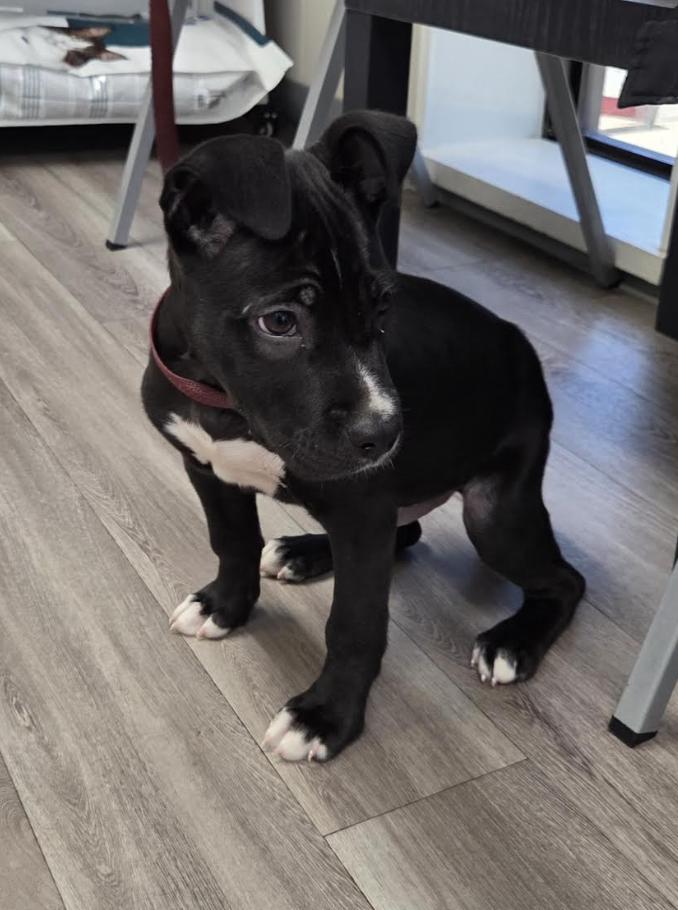 Zeke, a ADOPTABLE mixed breed in Jxn, MS image 2/5