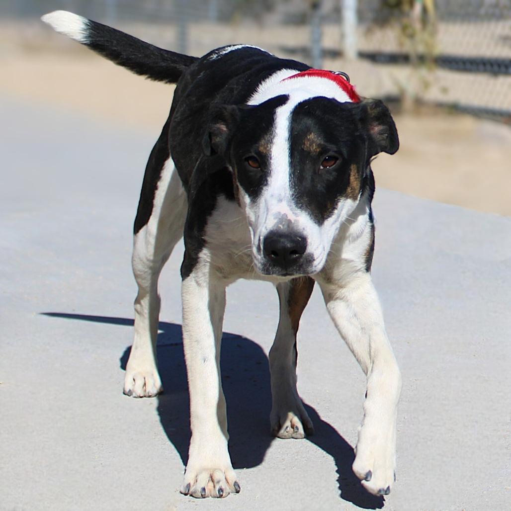 Enlarge Jill, a Adoptable Mixed Breed in Las Cruces, NM image 1/6