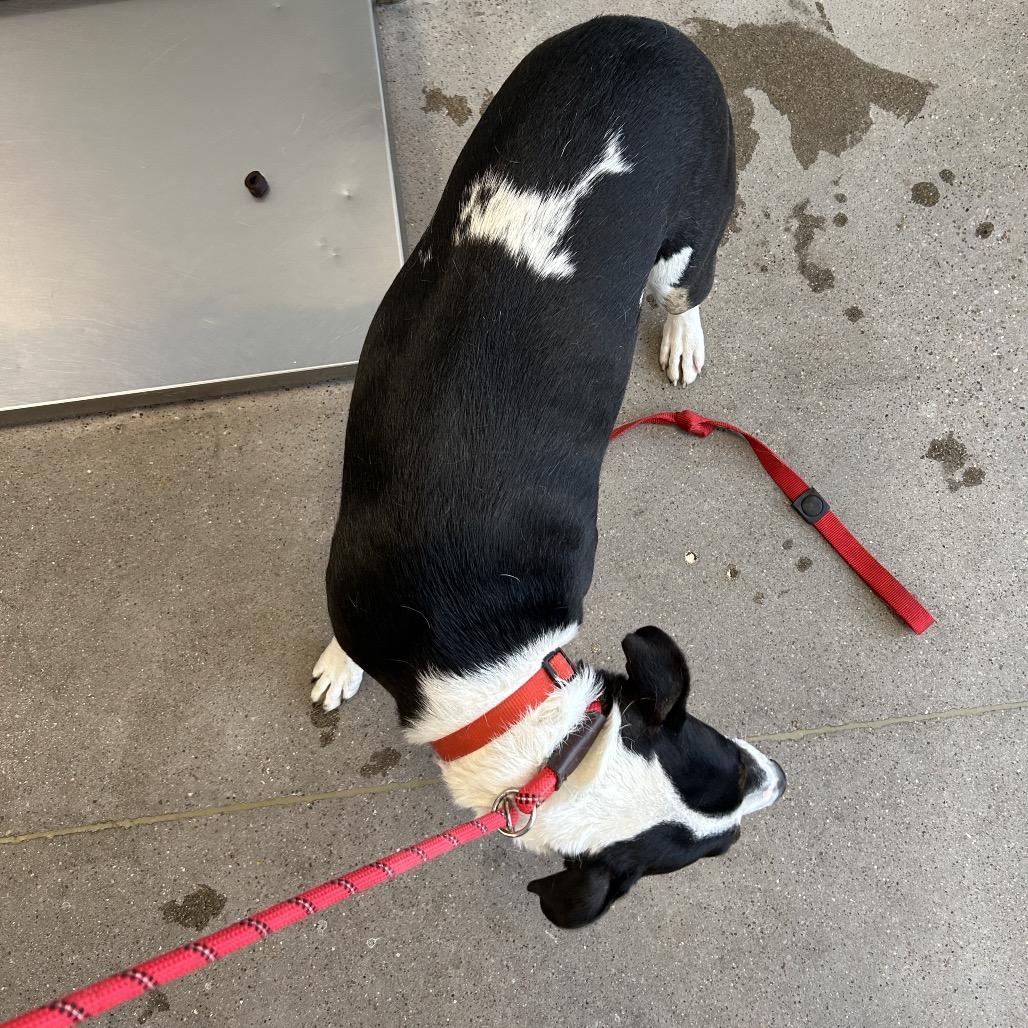 Enlarge Jill, a Adoptable Mixed Breed in Las Cruces, NM image 2/6