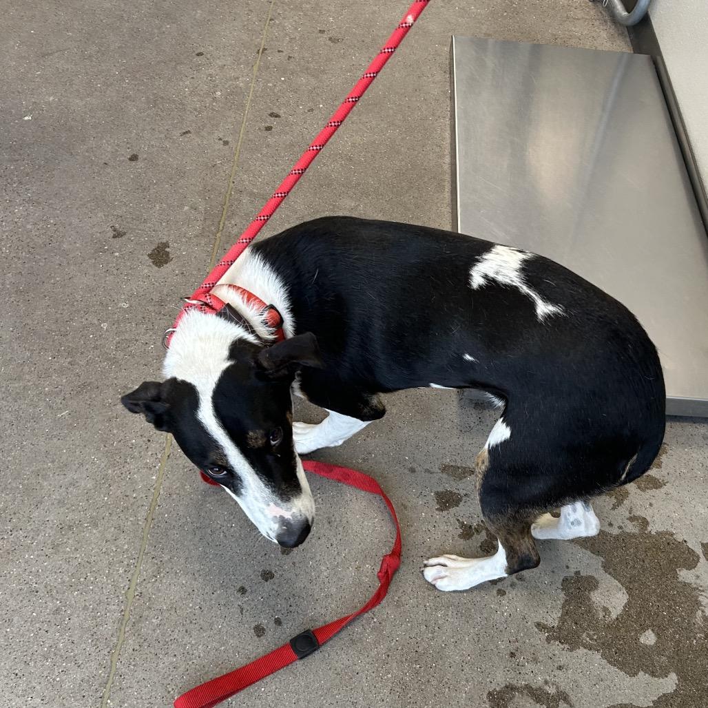 Enlarge Jill, a Adoptable Mixed Breed in Las Cruces, NM image 3/6