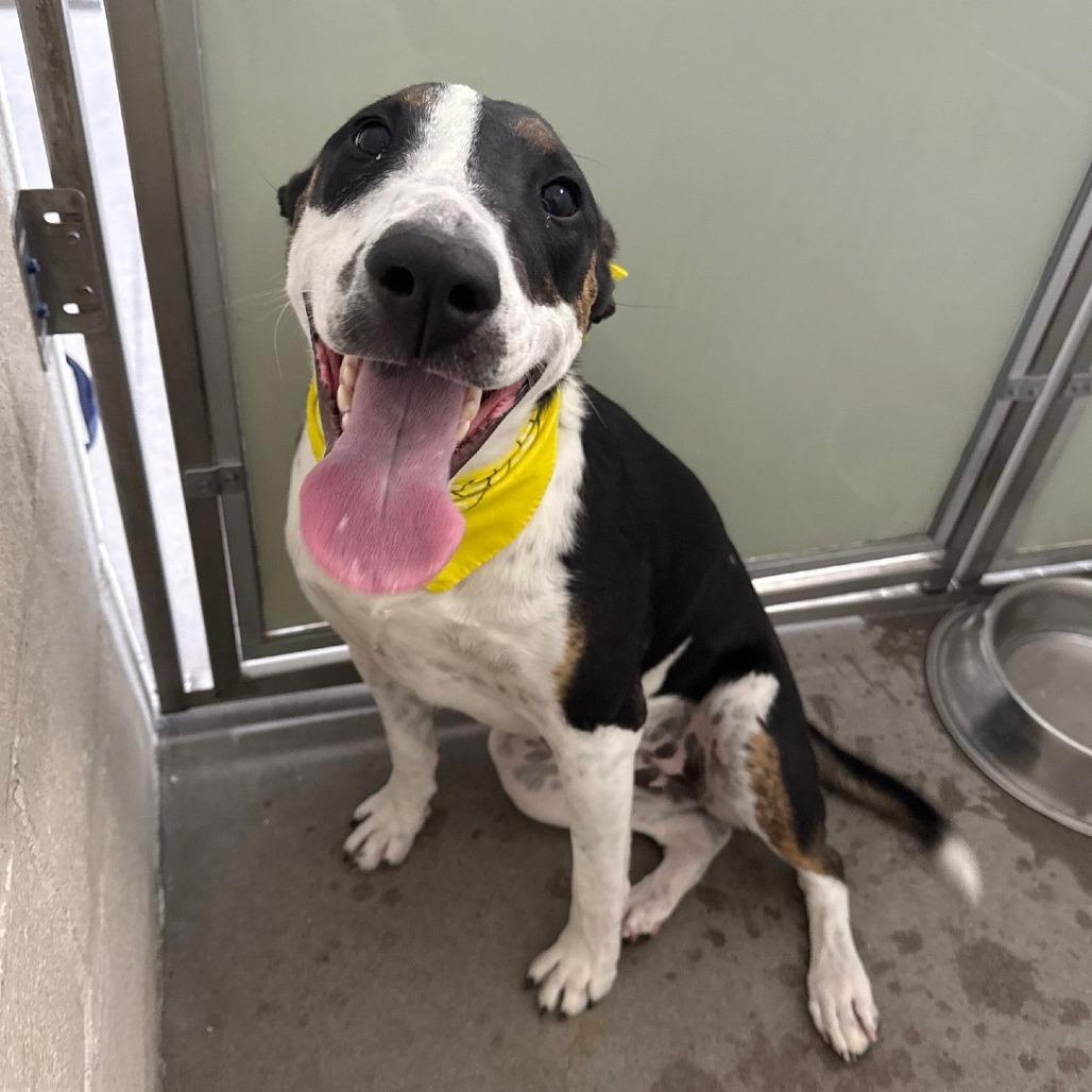 Enlarge Jill, a Adoptable Mixed Breed in Las Cruces, NM image 4/6