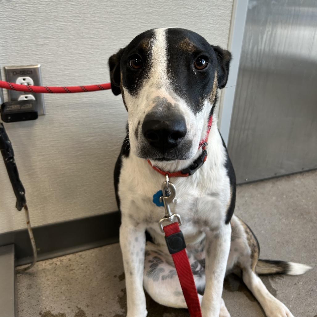 Enlarge Jill, a Adoptable Mixed Breed in Las Cruces, NM image 5/6