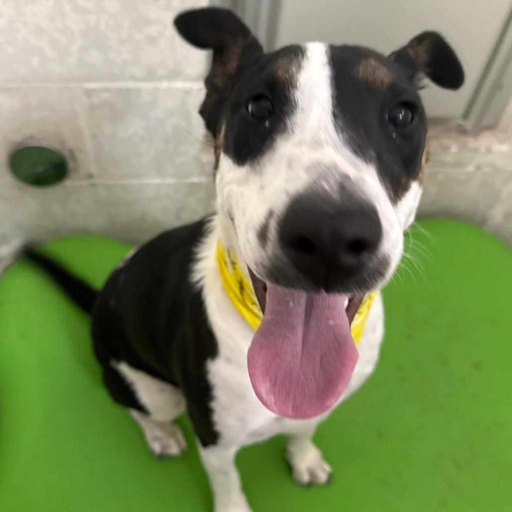 Enlarge Jill, a Adoptable Mixed Breed in Las Cruces, NM image 6/6