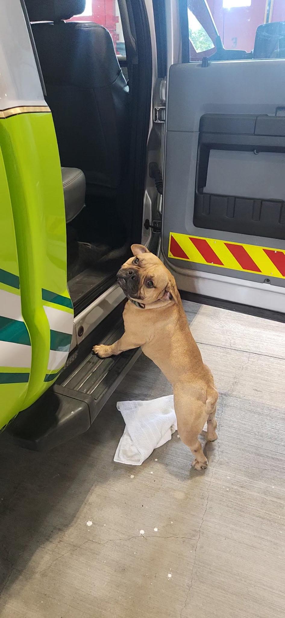 Camelo, a Adoptable mixed breed in North Miami, FL image 1/6