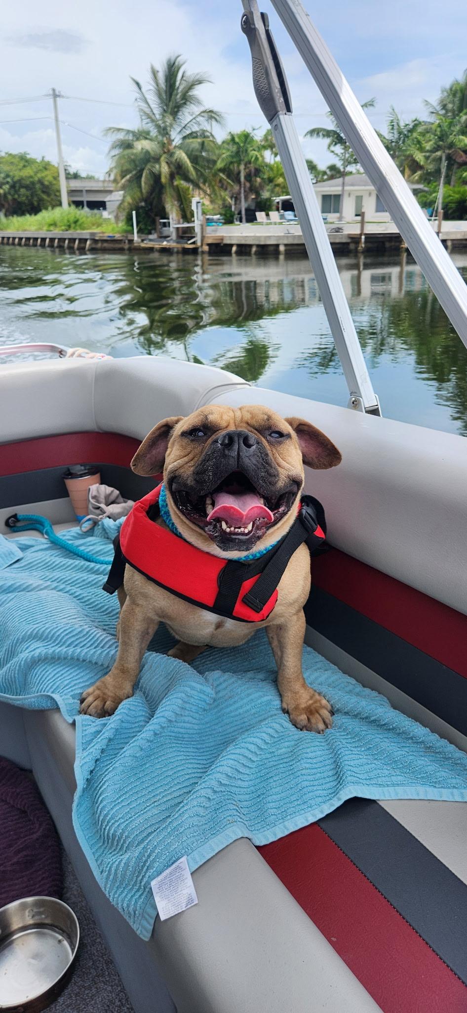 Camelo, a Adoptable mixed breed in North Miami, FL image 2/6