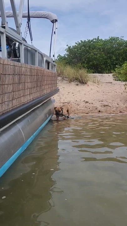 Enlarge Camelo, a Adoptable mixed breed in North Miami, FL video 4/6