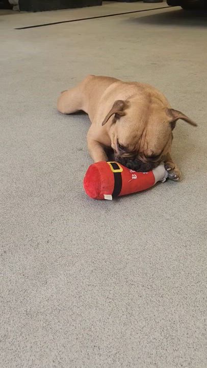 Enlarge Camelo, a Adoptable mixed breed in North Miami, FL video 5/6