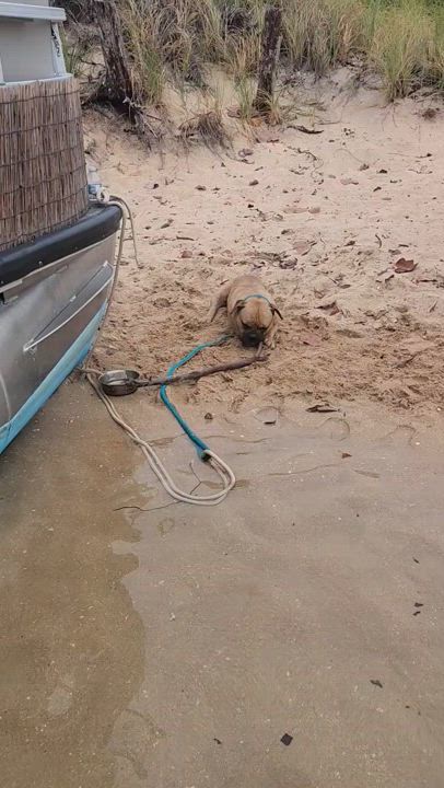 Enlarge Camelo, a Adoptable mixed breed in North Miami, FL video 6/6