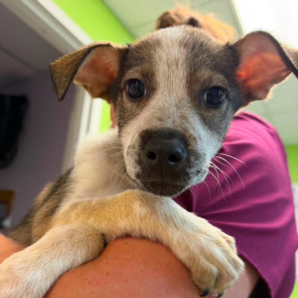 Chai, Adoptable, Puppy Female Mixed Breed.