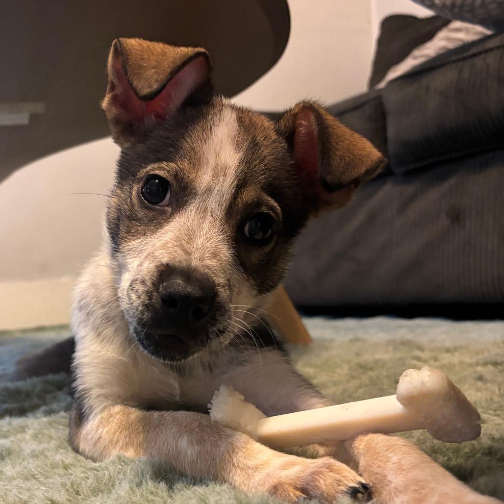 Enlarge Chai, a Adoptable Mixed Breed in Emporia, KS image 2/5