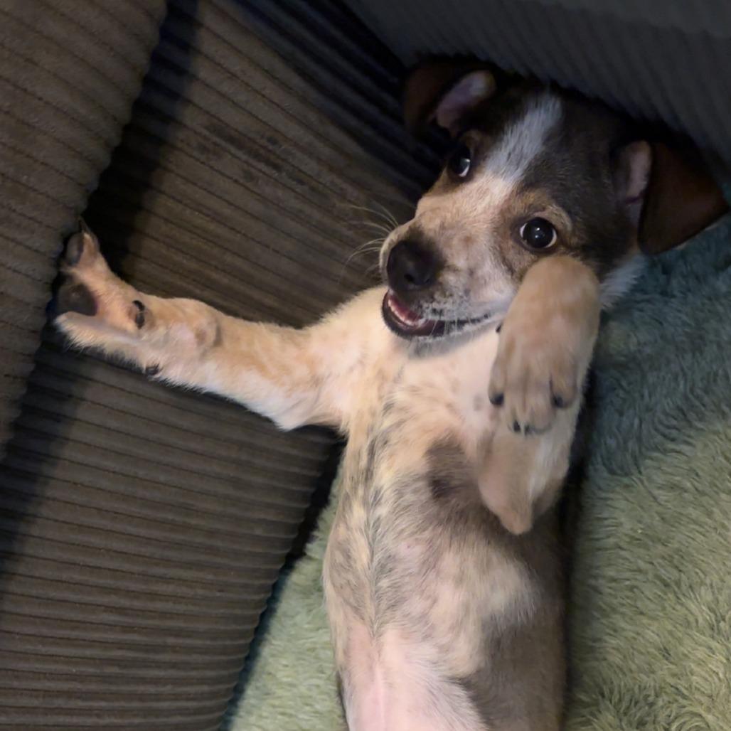 Enlarge Chai, a Adoptable Mixed Breed in Emporia, KS image 3/5