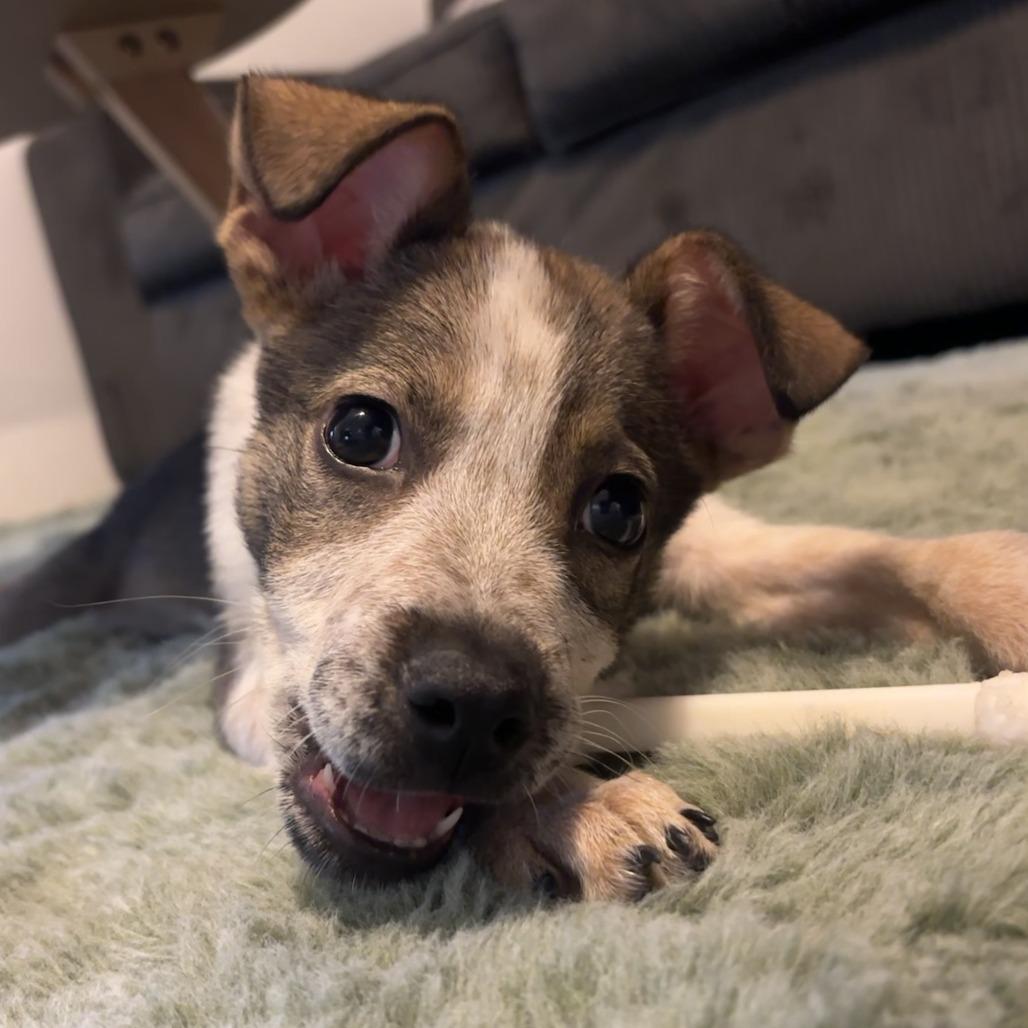 Enlarge Chai, a Adoptable Mixed Breed in Emporia, KS image 4/5