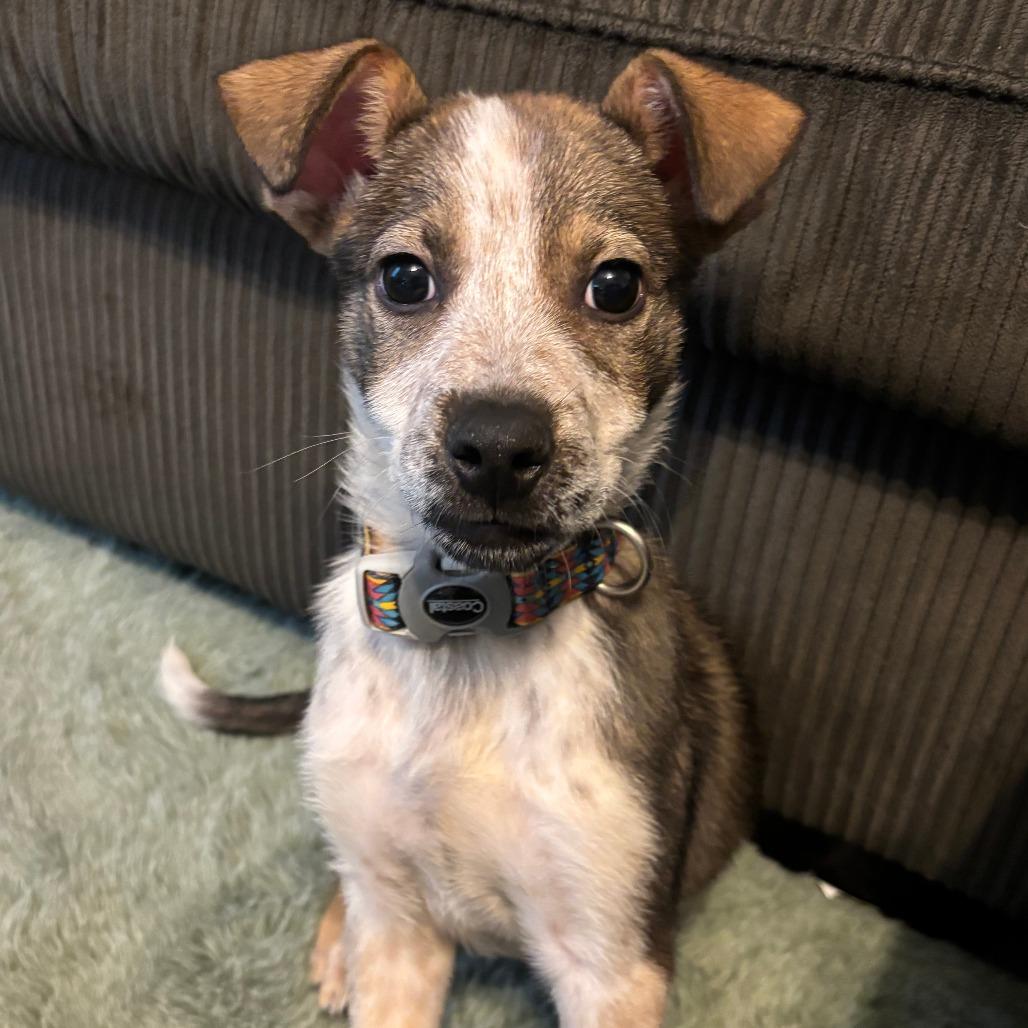 Enlarge Chai, a Adoptable Mixed Breed in Emporia, KS image 5/5