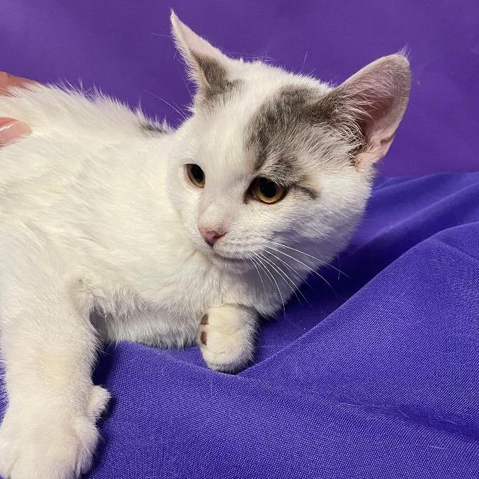 Enlarge Orry, a Adoptable Domestic Medium Hair in North Myrtle Beach, SC image 1/3