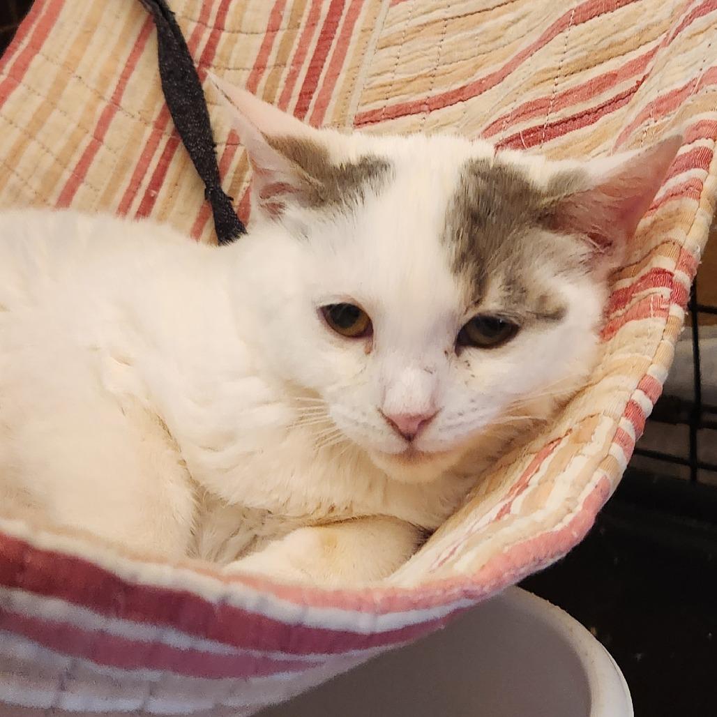 Enlarge Orry, a Adoptable Domestic Medium Hair in North Myrtle Beach, SC image 2/3