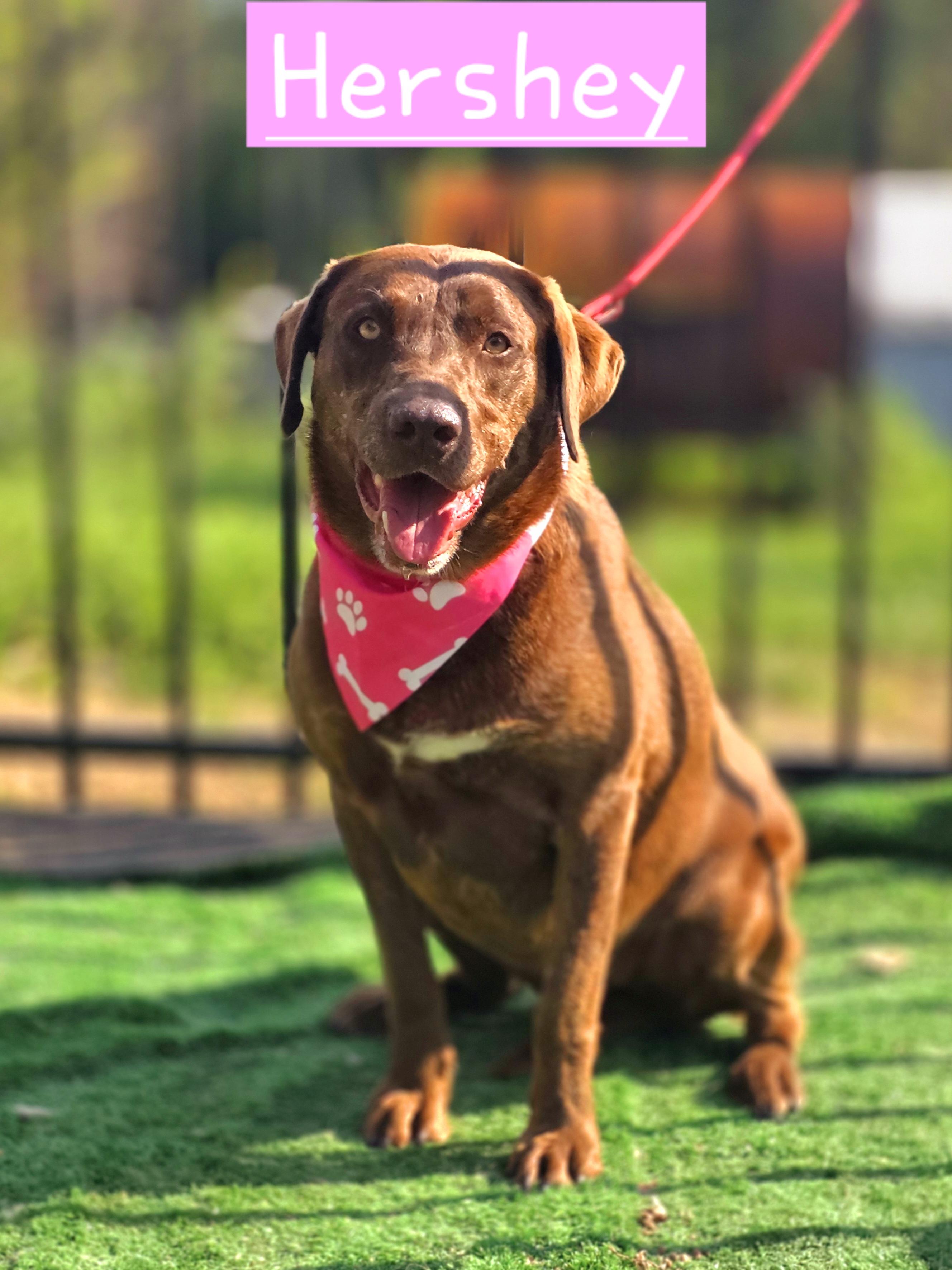 Enlarge Hershey, a Adopted mixed breed in Walthill, NE image 2/2