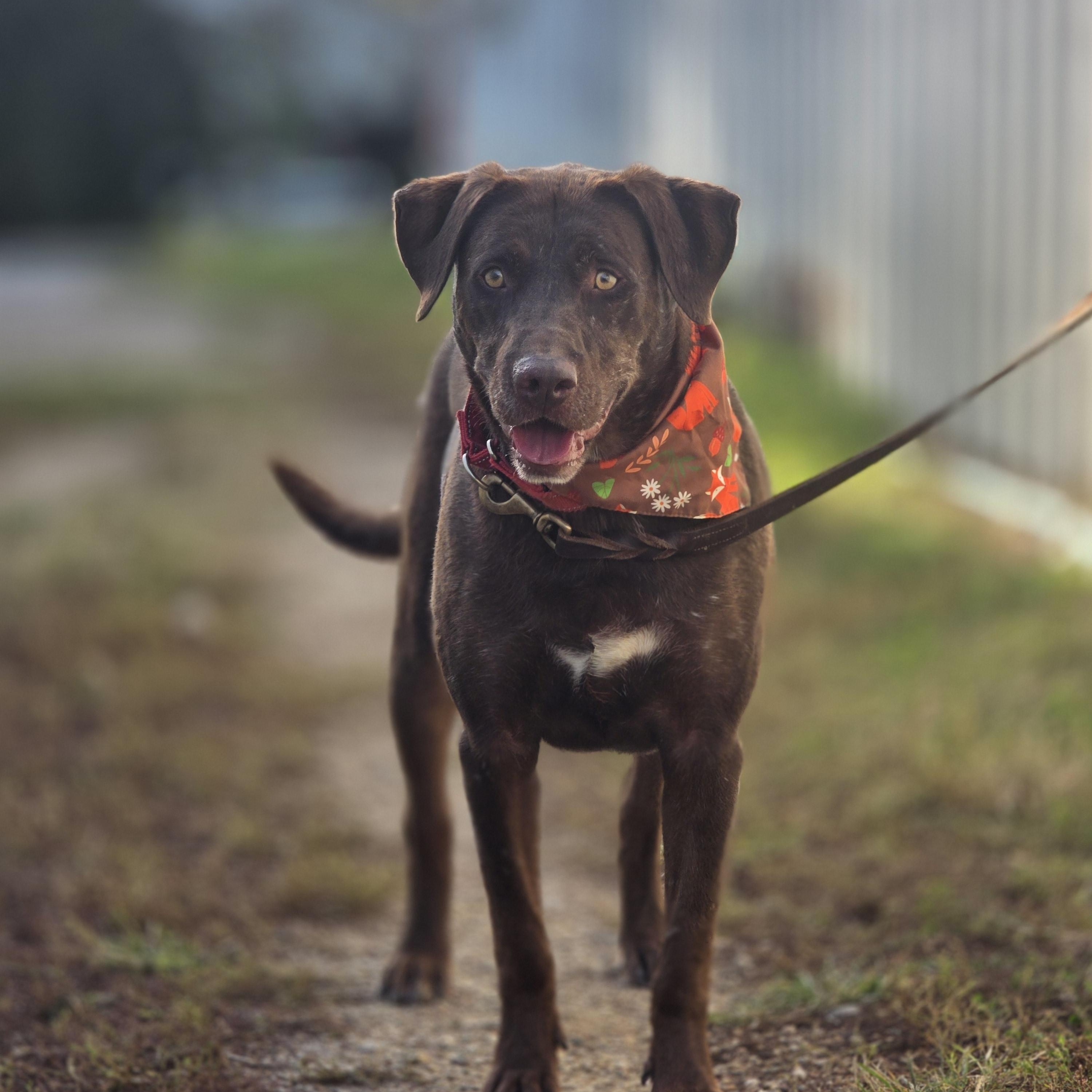 Hershey, Adopted, Adult Female Chocolate Labrador Retriever.