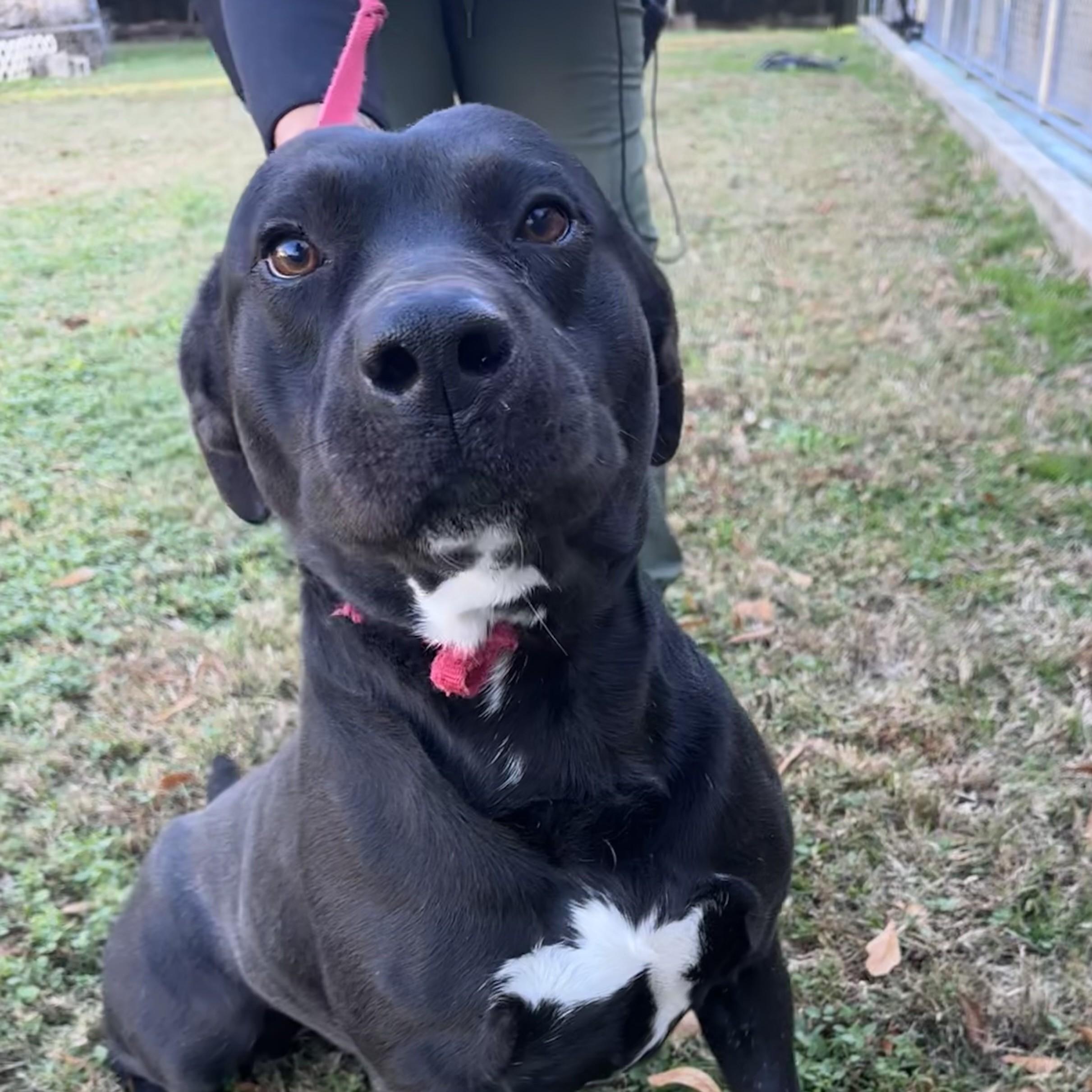 Bobby Joe — thumbnail 3