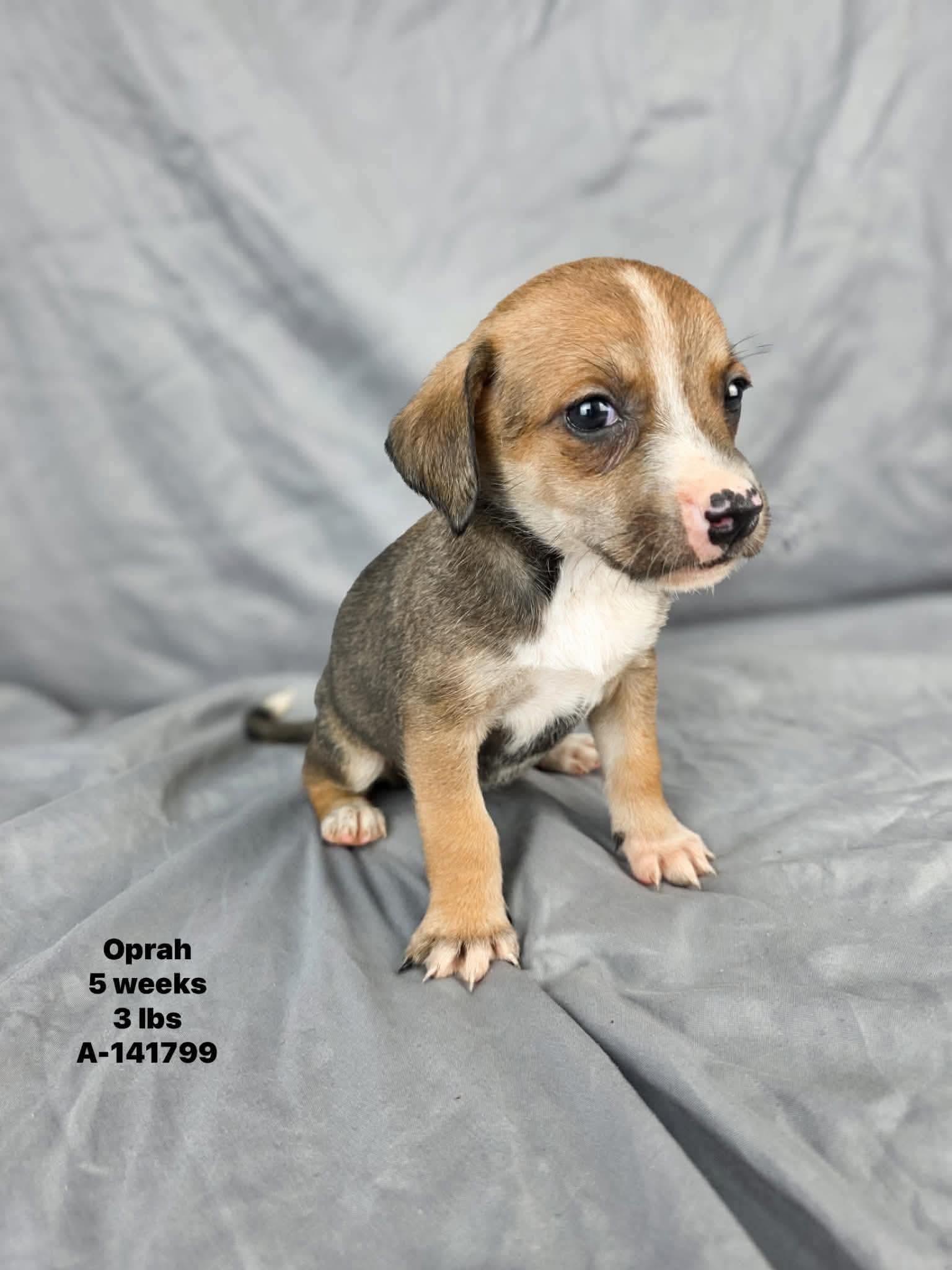 Oprah, a ADOPTABLE mixed breed in Olympia, WA image 3/4