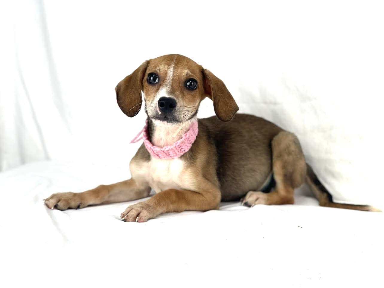 Oprah, a ADOPTABLE mixed breed in Olympia, WA image 1/4