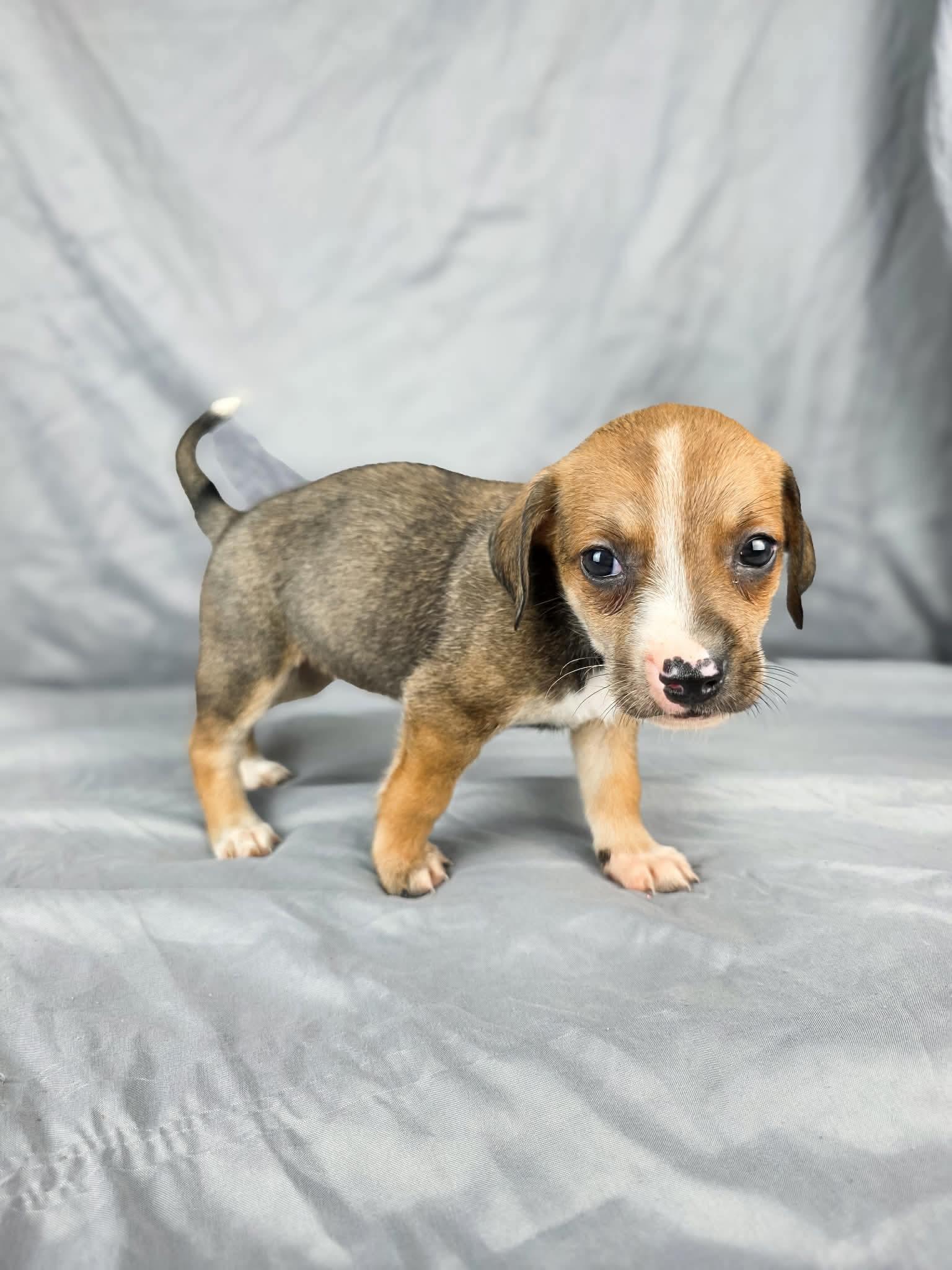 Oprah, a ADOPTABLE mixed breed in Olympia, WA image 2/4