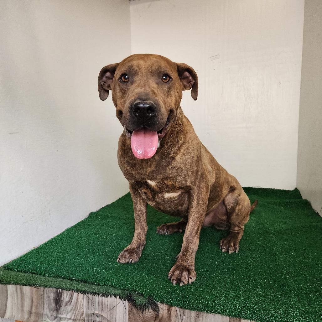 Bonnie, Adoptable, Adult Female Mixed Breed.