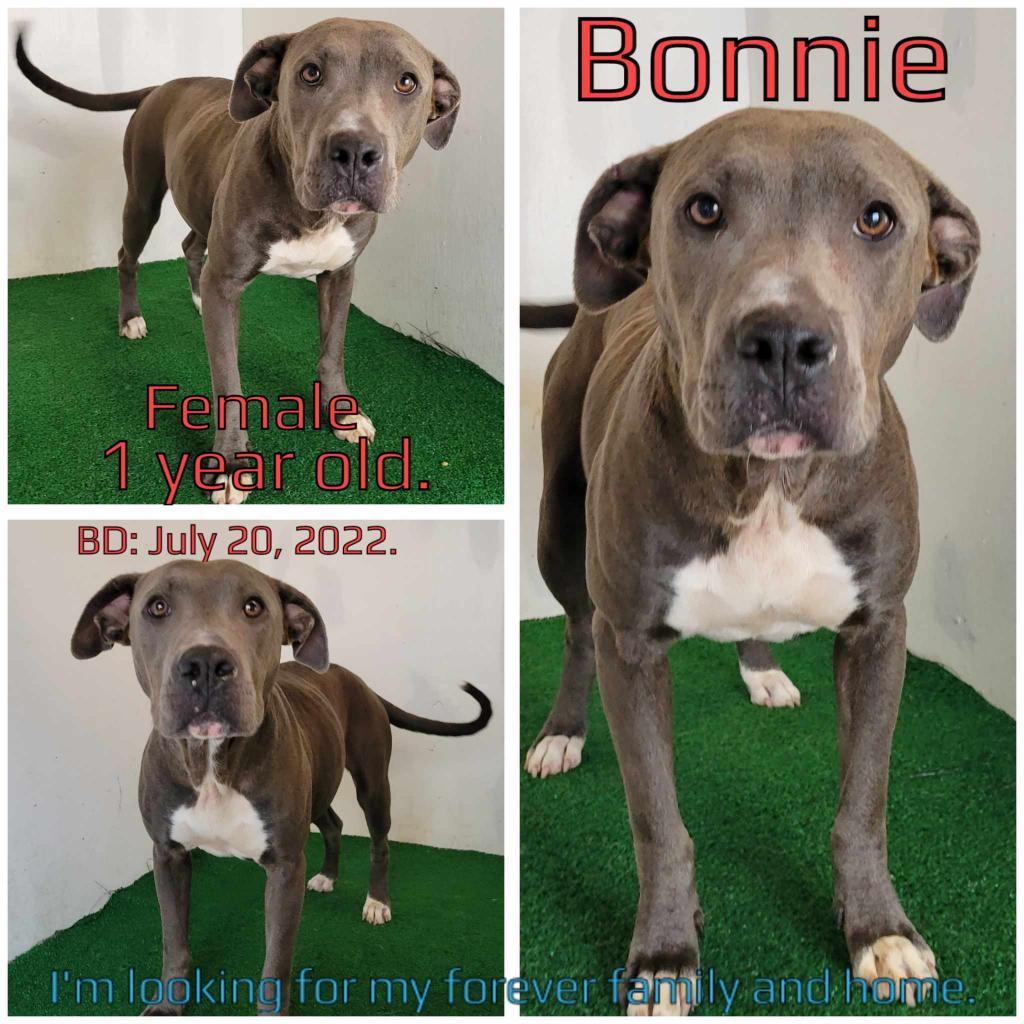 Bonnie, Adoptable, Adult Female Mixed Breed.