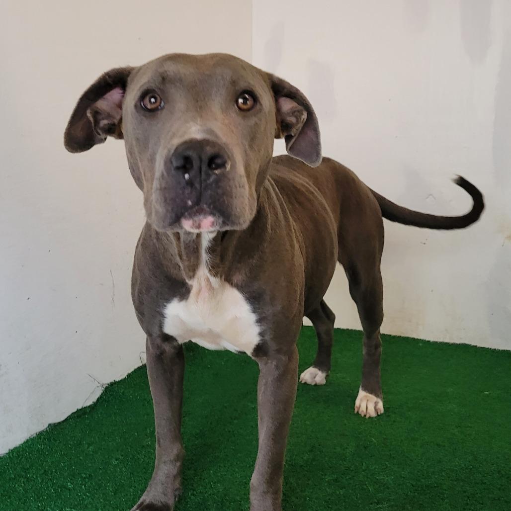 Enlarge Bonnie, a Adoptable Mixed Breed in Boaz, AL image 2/2