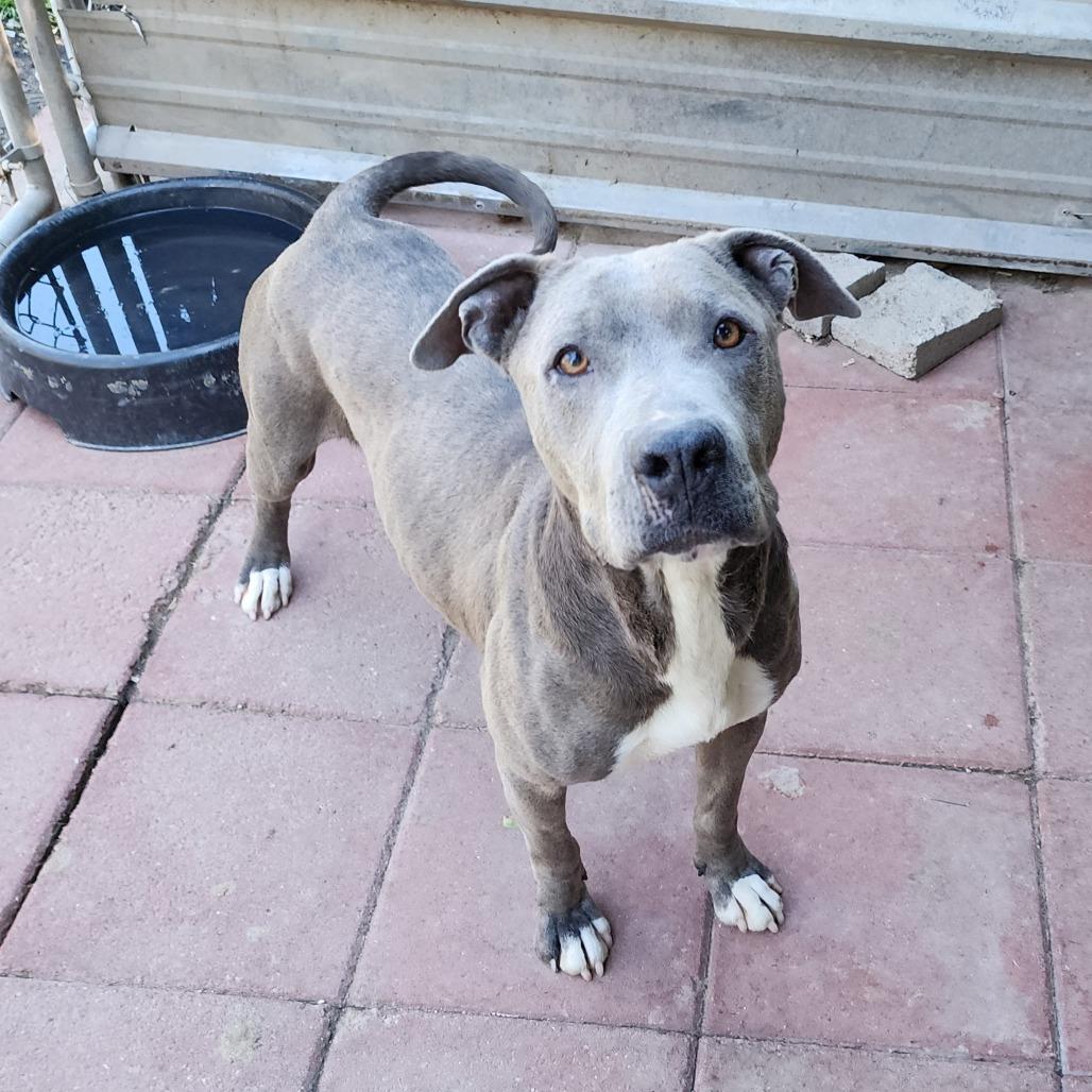 Bonnie, a Adoptable Mixed Breed in Boaz, AL image 3/3