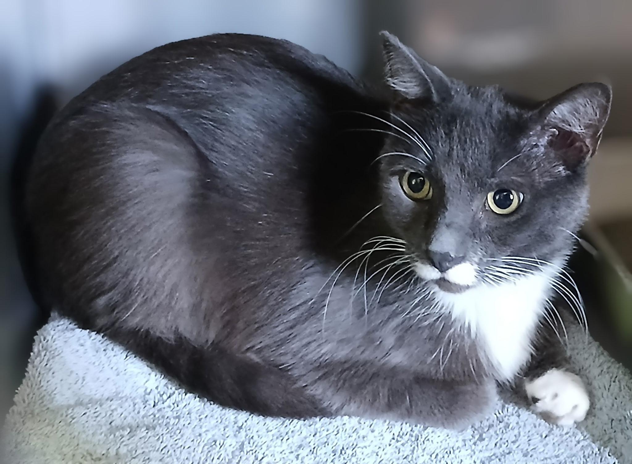 Enlarge Otto, a Adoptable Domestic Short Hair in Ypsilanti, MI image 2/2