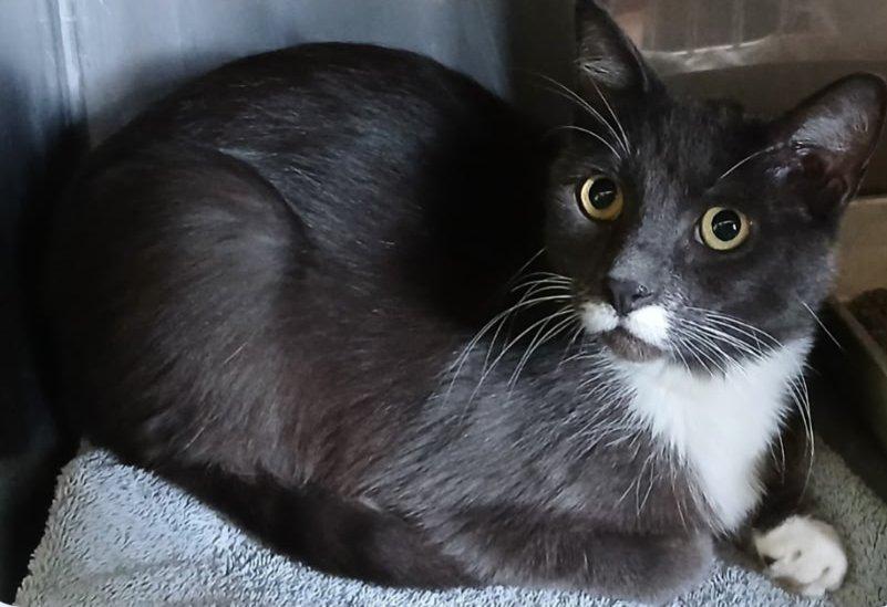 Enlarge Otto, a Adoptable Domestic Short Hair in Ypsilanti, MI image 1/2