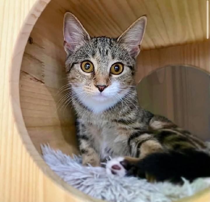 Lyle, Adoptable, Kitten Male Tabby.