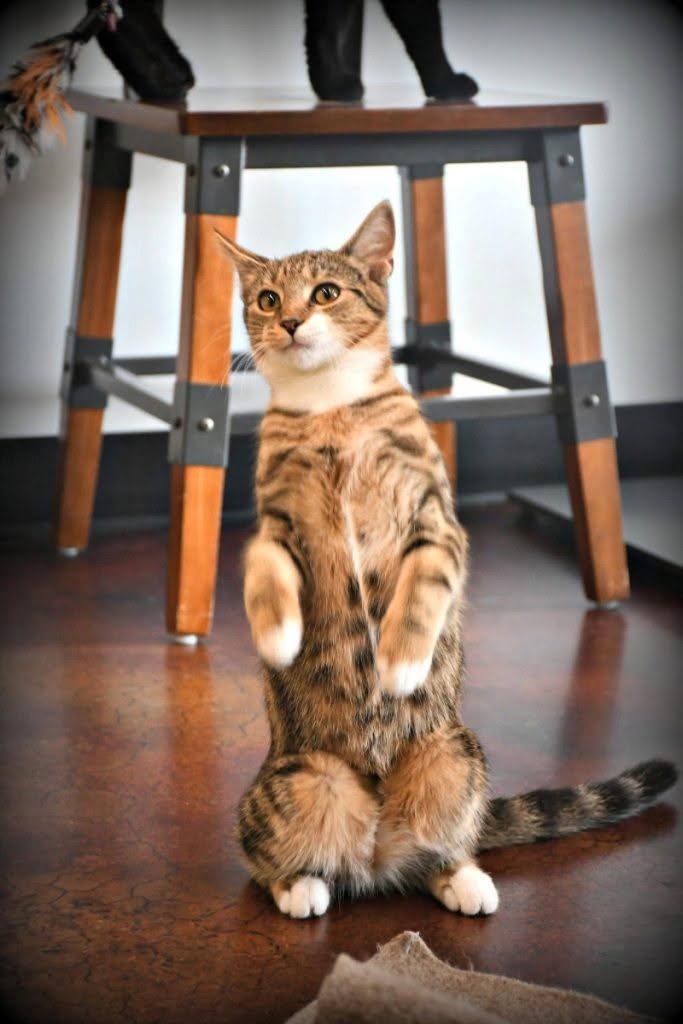 Enlarge Lyle, a Adoptable Tabby in Waynesboro, VA image 2/2